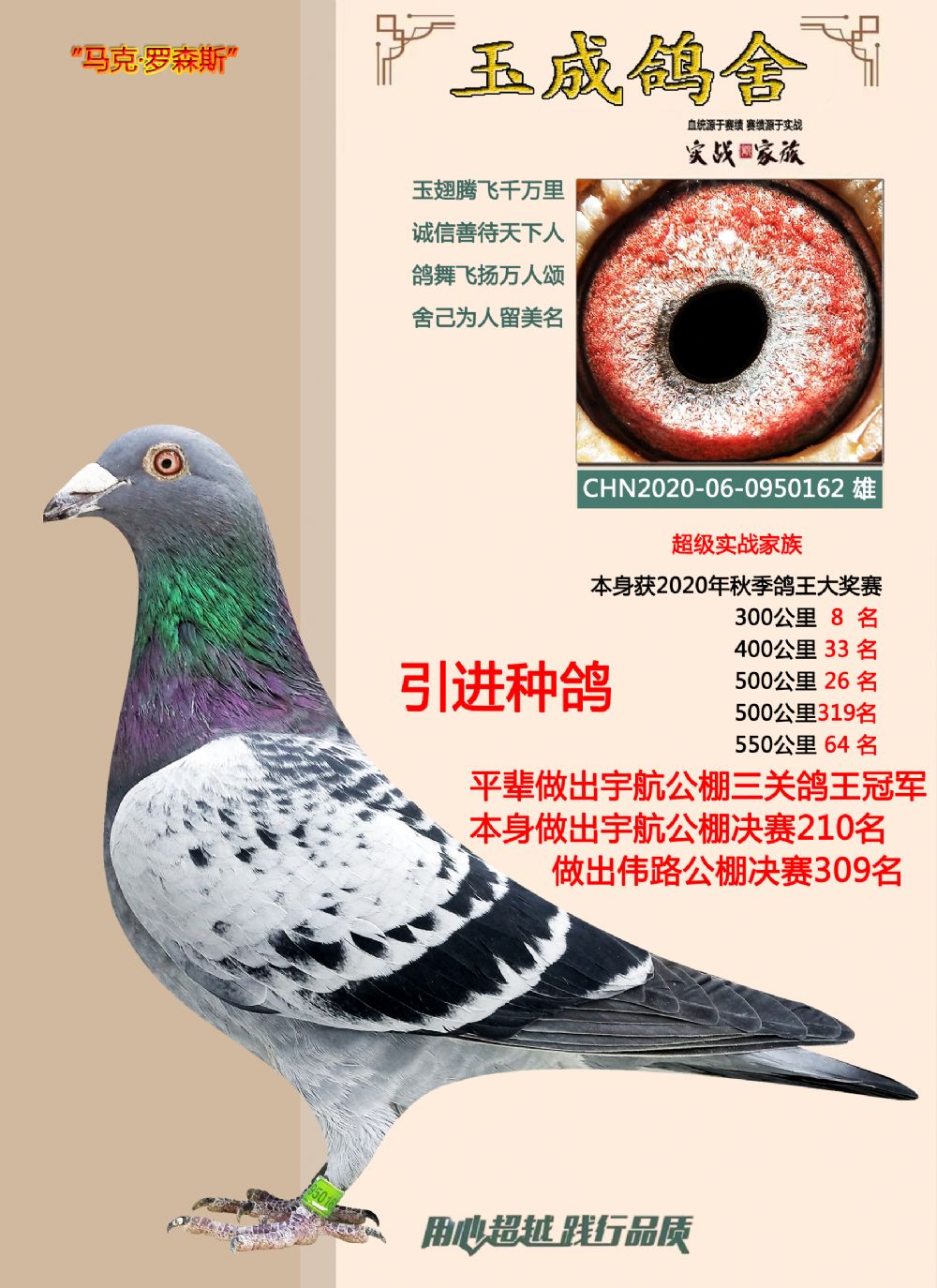 详细阅读:信鸽信息网各地盔鸽公棚(信鸽公棚各地公棚raceid) 信鸽信息网各地盔鸽公棚(信鸽公棚各地公棚raceid)